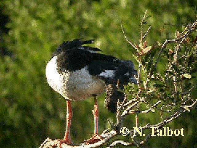 Magpie Goose - ML201743691