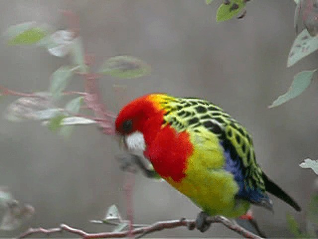 Eastern Rosella - ML201743711