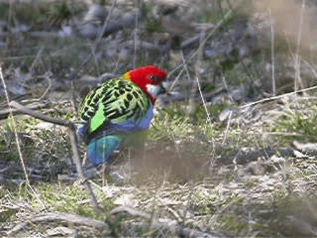 Eastern Rosella - ML201743721