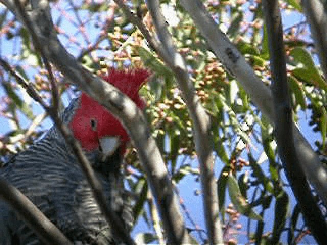 Gang-gang Cockatoo - ML201743731