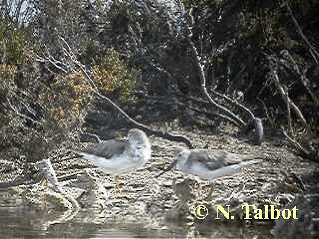 Terek Sandpiper - ML201743761