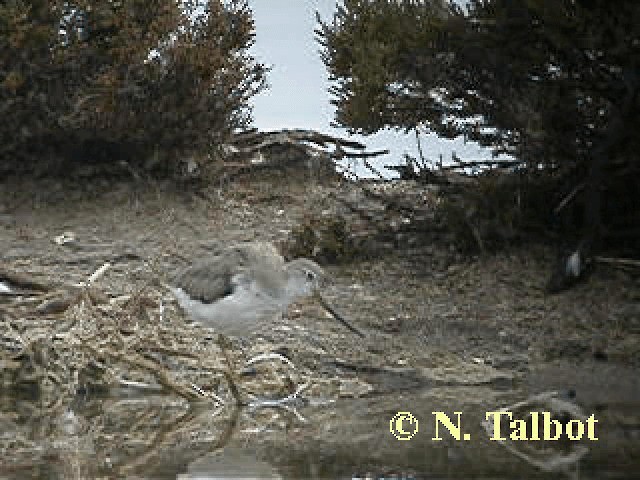 Terek Sandpiper - ML201743771