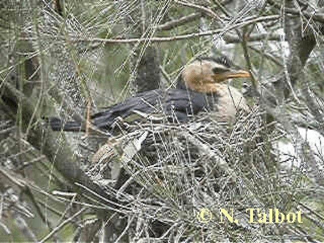 Little Pied Cormorant - ML201743781