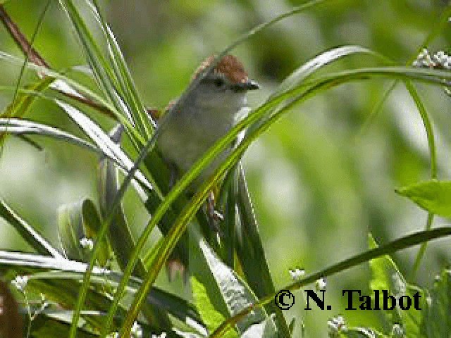 Tawny Grassbird - ML201743801