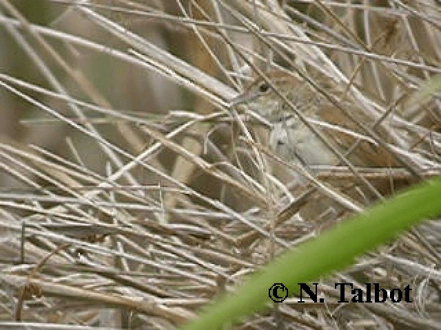 Tawny Grassbird - ML201743811