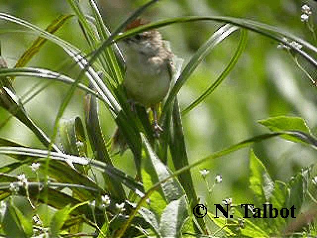 Tawny Grassbird - ML201743821