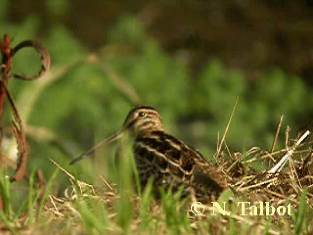 Latham's Snipe - ML201743831