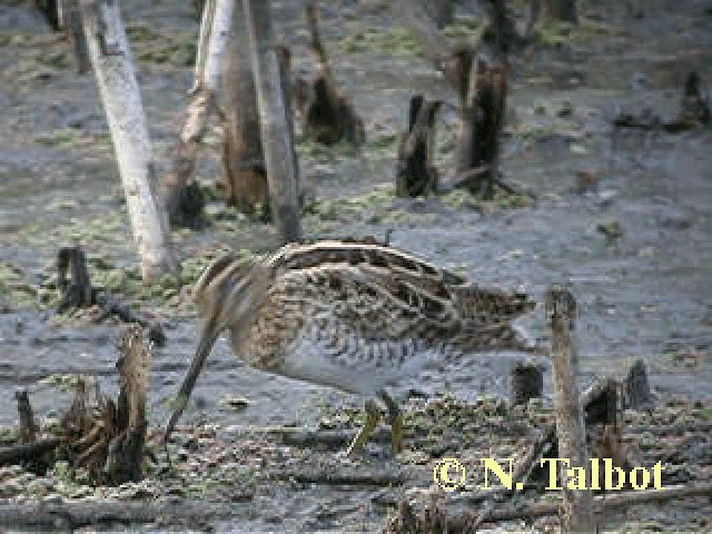 Latham's Snipe - ML201743841