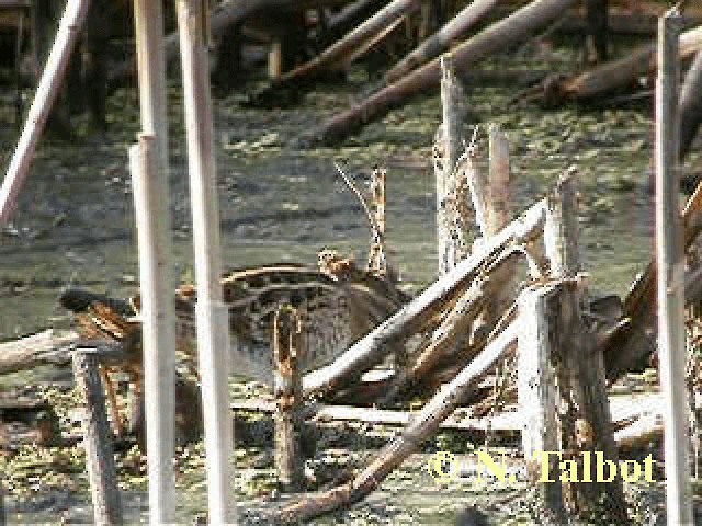 Latham's Snipe - ML201743861