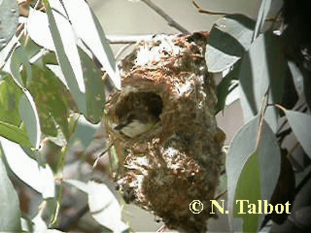 White-throated Gerygone - ML201743891