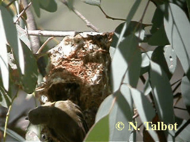 White-throated Gerygone - ML201743901