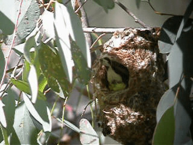 White-throated Gerygone - ML201743911