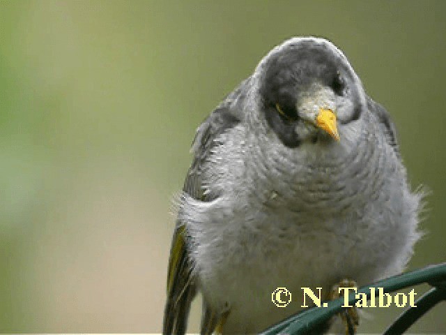 Noisy Miner - ML201743921