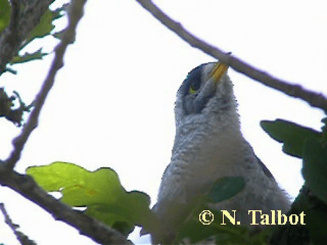 Noisy Miner - ML201743931