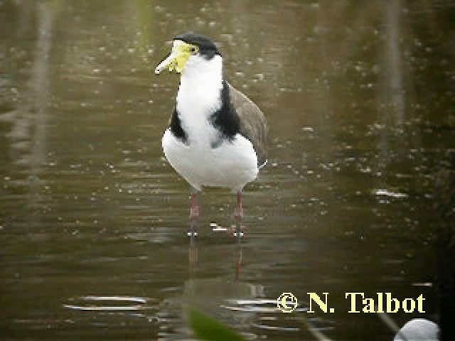 Masked Lapwing (Black-shouldered) - ML201743941