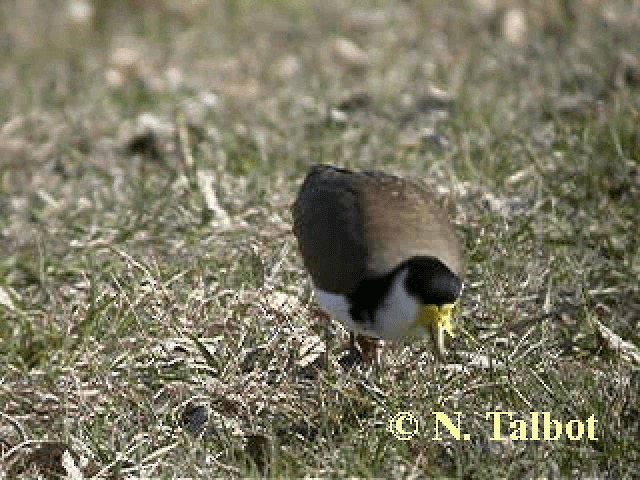 Masked Lapwing (Black-shouldered) - ML201743951