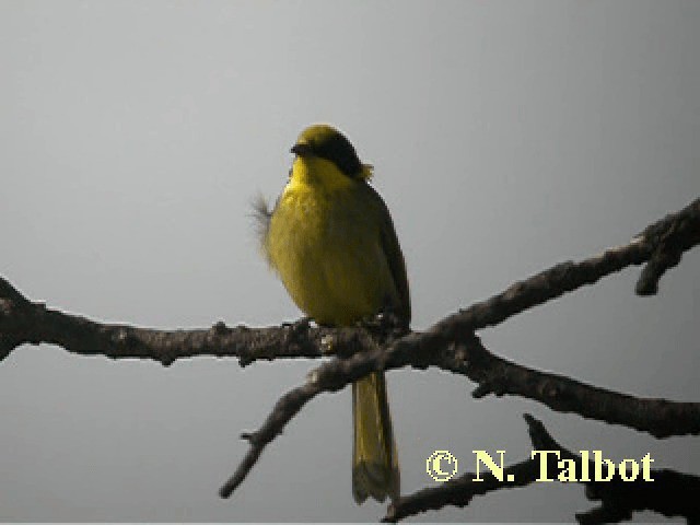 Yellow-tufted Honeyeater (Yellow-tufted) - ML201743961