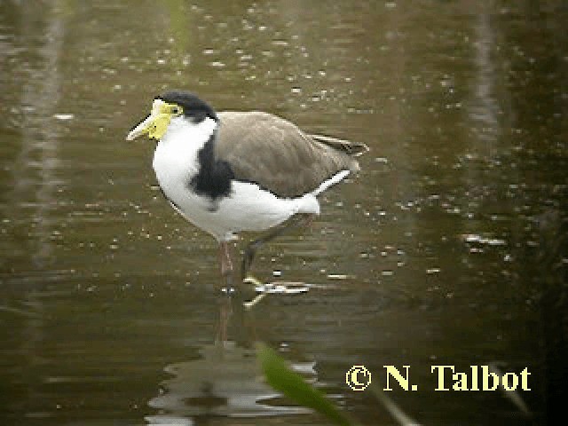 Masked Lapwing (Black-shouldered) - ML201743971