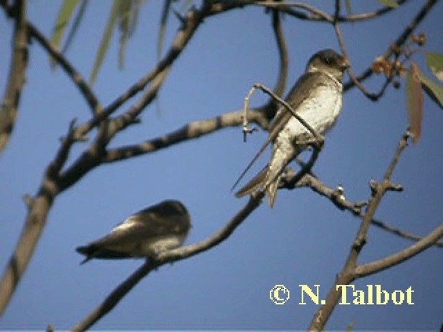Tree Martin - ML201744051