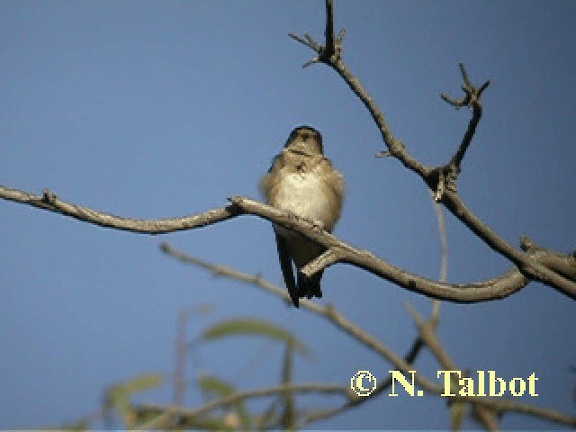 Golondrina Arborícola - ML201744061