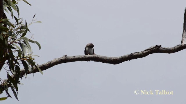Varied Sittella (Orange-winged) - ML201744131