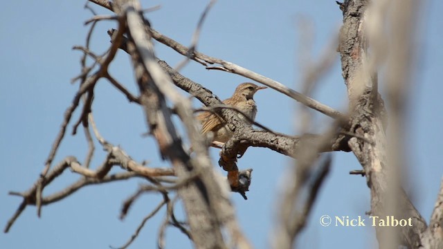 Brown Songlark - ML201744141