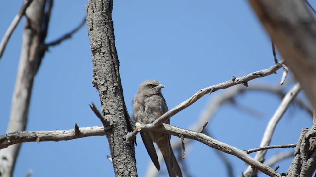 White-browed Woodswallow - ML201744151