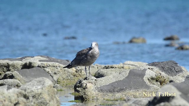 Pacific Gull - ML201744171