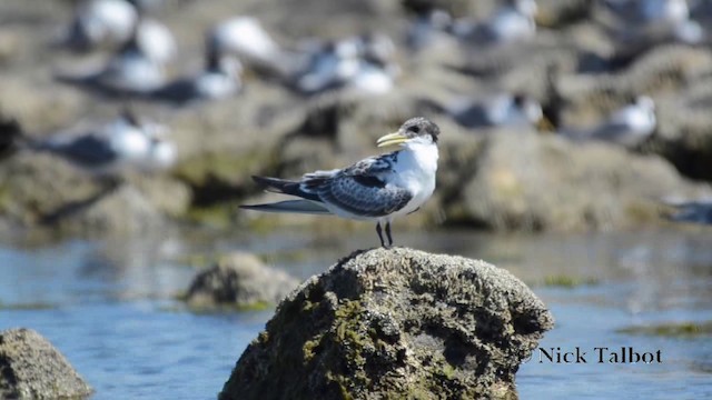 Great Crested Tern - ML201744201