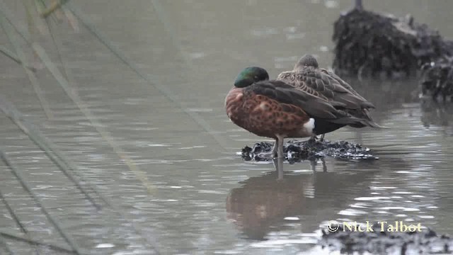 Chestnut Teal - ML201744231