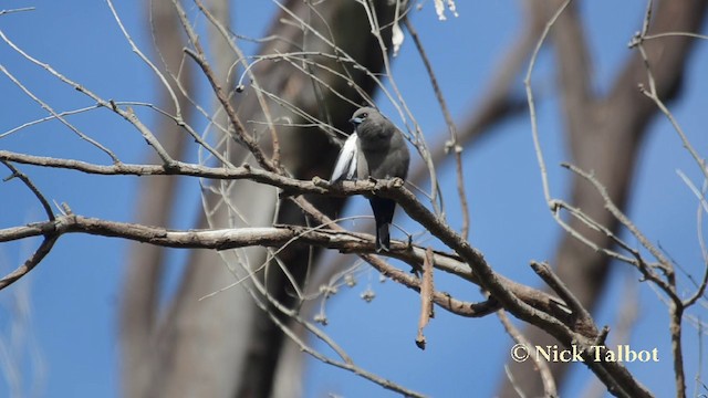 Dusky Woodswallow - ML201744281