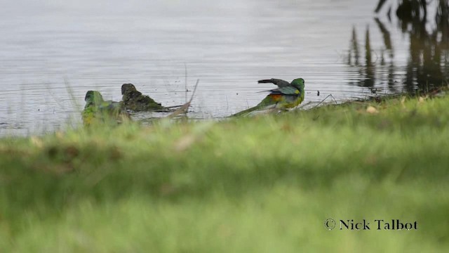 Red-rumped Parrot - ML201744291