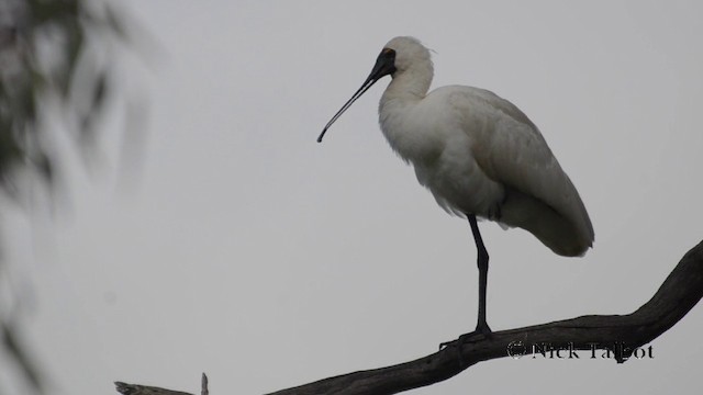 Royal Spoonbill - ML201744311