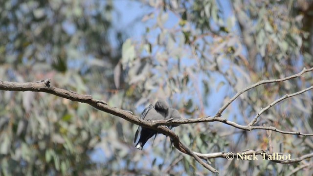 Dusky Woodswallow - ML201744331