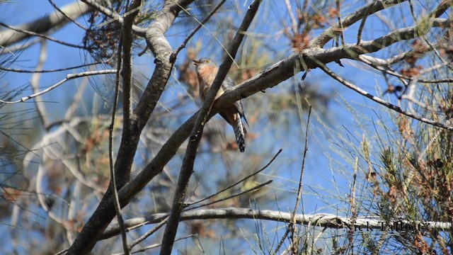 Fan-tailed Cuckoo - ML201744371