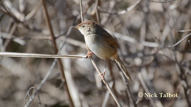 Tawny Grassbird - ML201744381