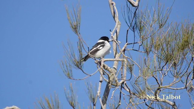 Pied Butcherbird - ML201744391