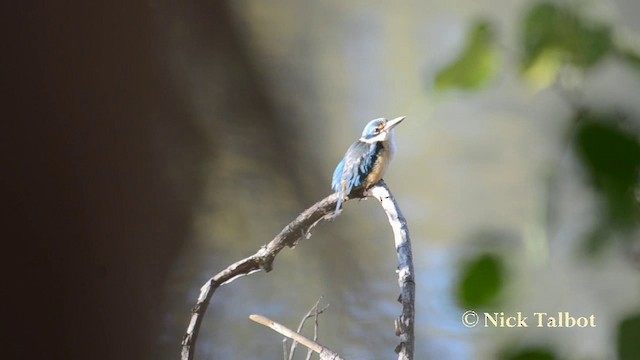 Sacred Kingfisher (Australasian) - ML201744401