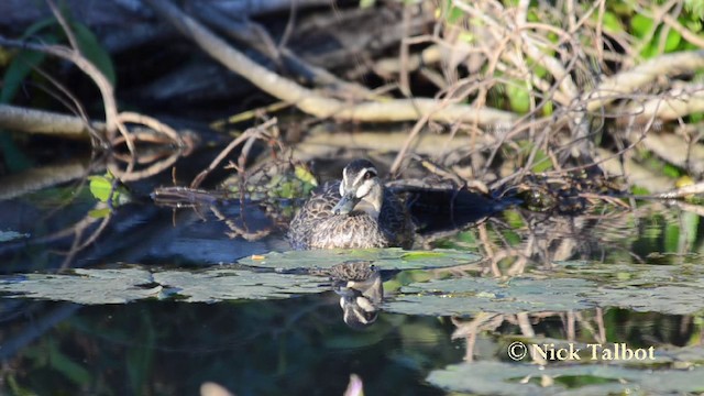 Pacific Black Duck - ML201744431