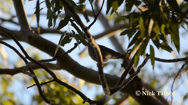 Rufous Shrikethrush - ML201744471