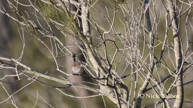 Variegated Fairywren - ML201744491