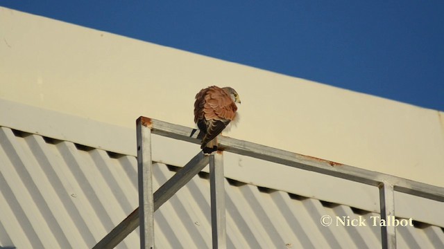 Nankeen Kestrel - ML201744501