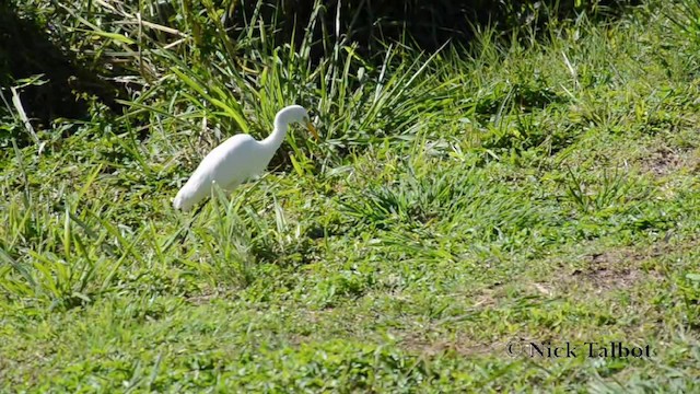 Plumed Egret - ML201744511