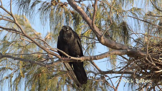 Corbeau de Torres - ML201744531