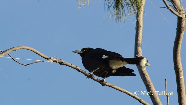 Pied Currawong - ML201744541