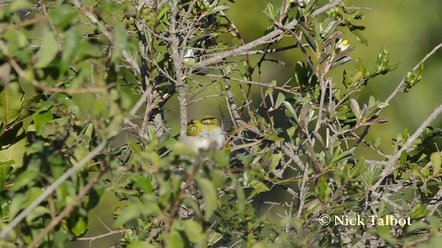 Silvereye - ML201744561