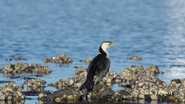 Little Pied Cormorant - ML201744571