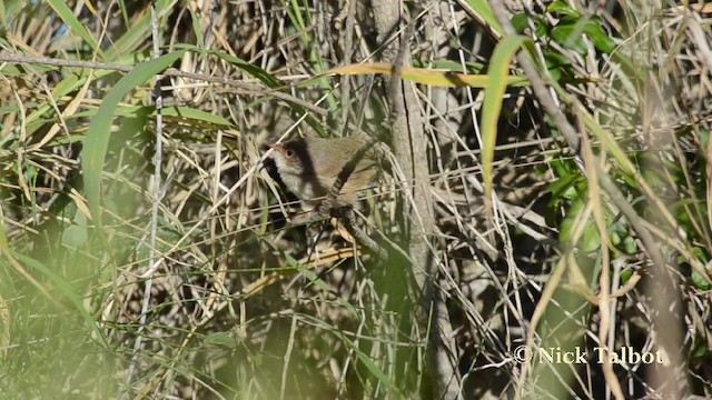 Red-backed Fairywren - ML201744581