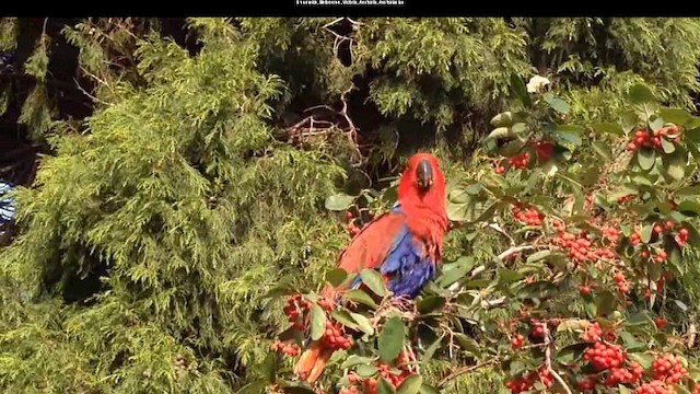 Papuan Eclectus - ML201744601