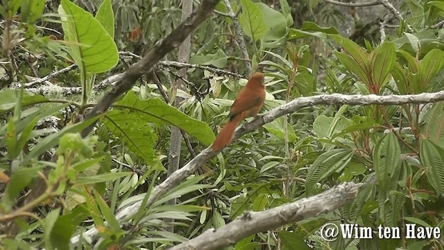 Russet-mantled Softtail - ML201744661